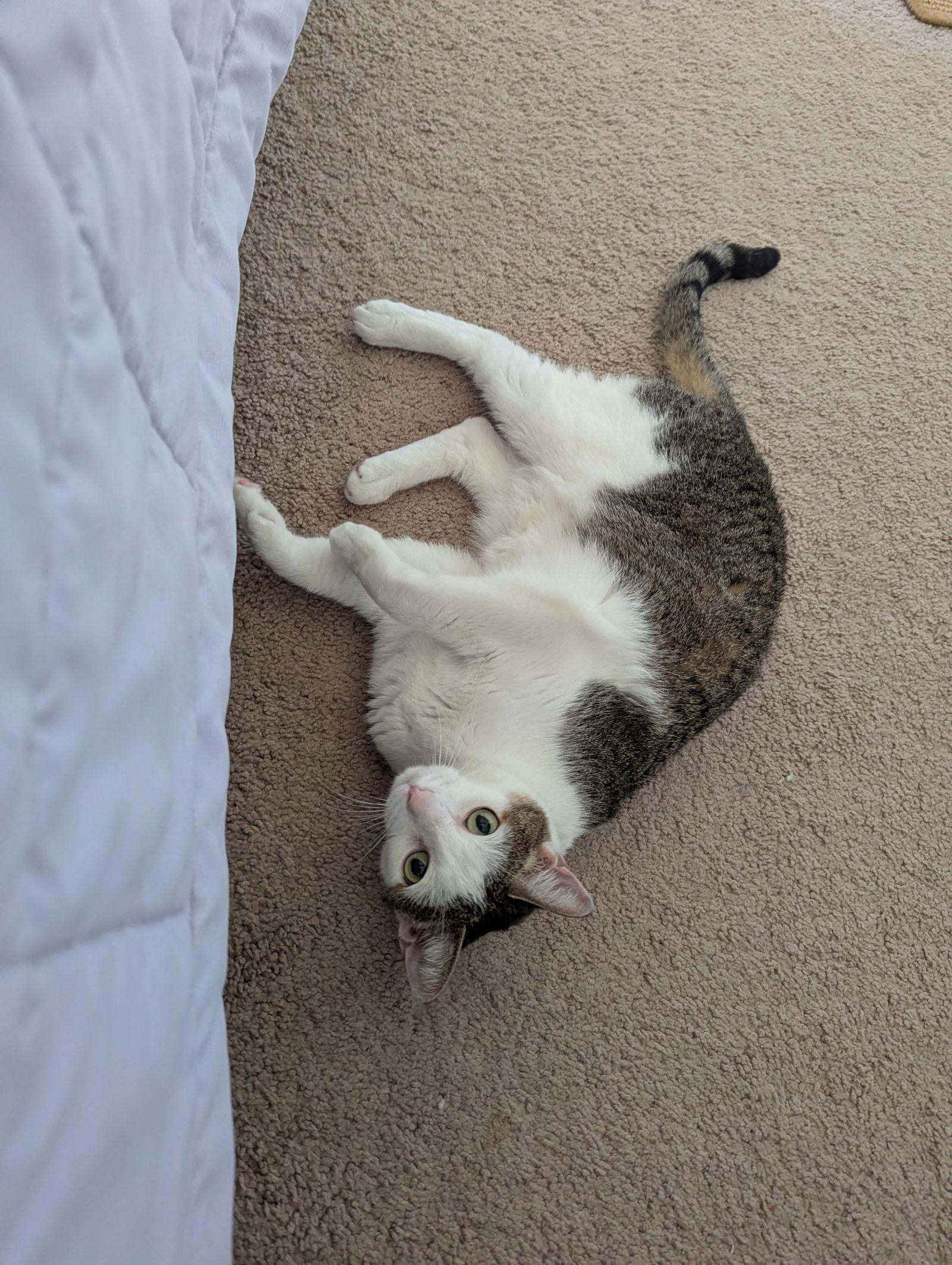 Enlarge Owen & Asher 9.5.19, a Adoptable Domestic Short Hair in Apopka, FL image 1/3