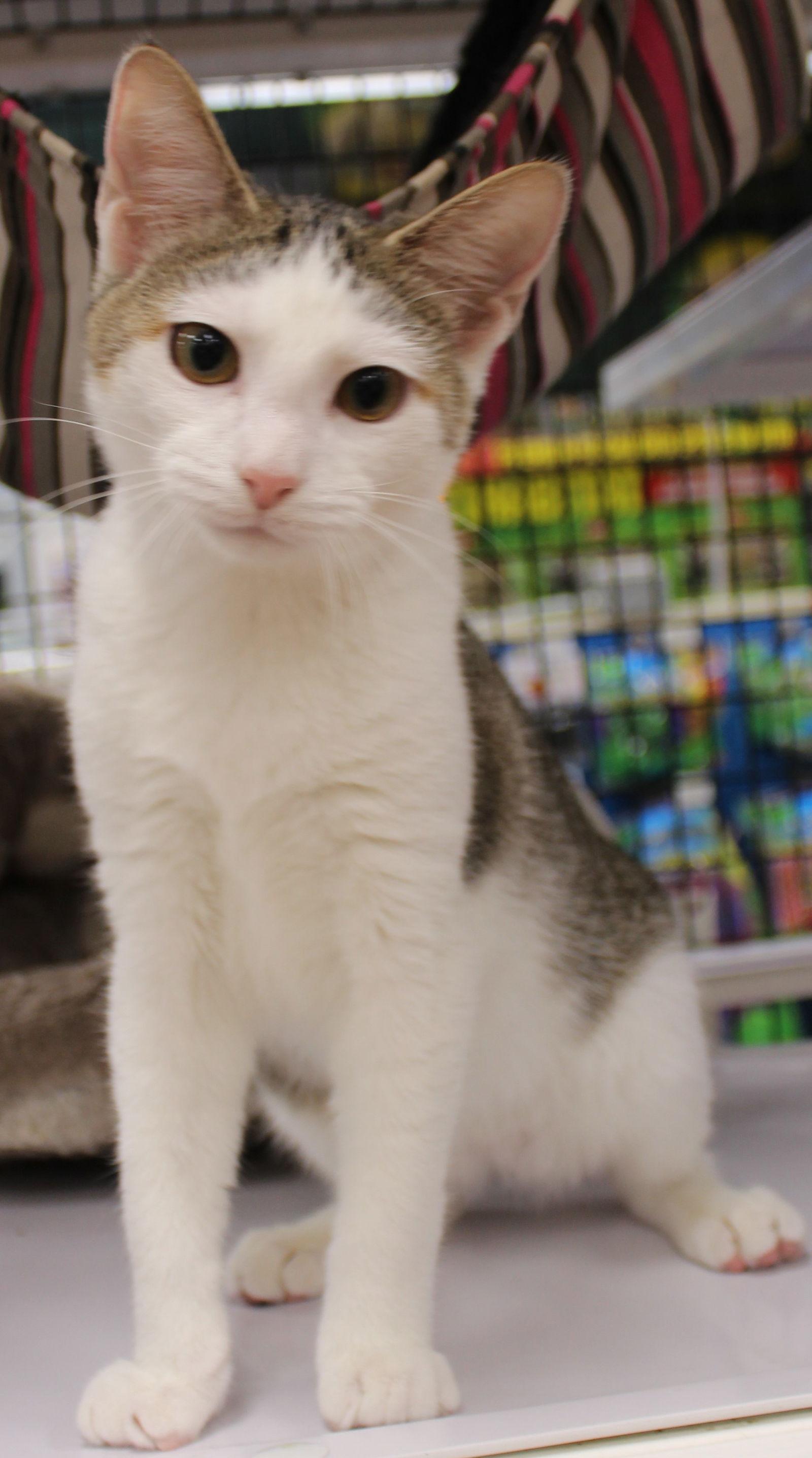 Enlarge Owen & Asher 9.5.19, a Adoptable Domestic Short Hair in Apopka, FL image 2/3