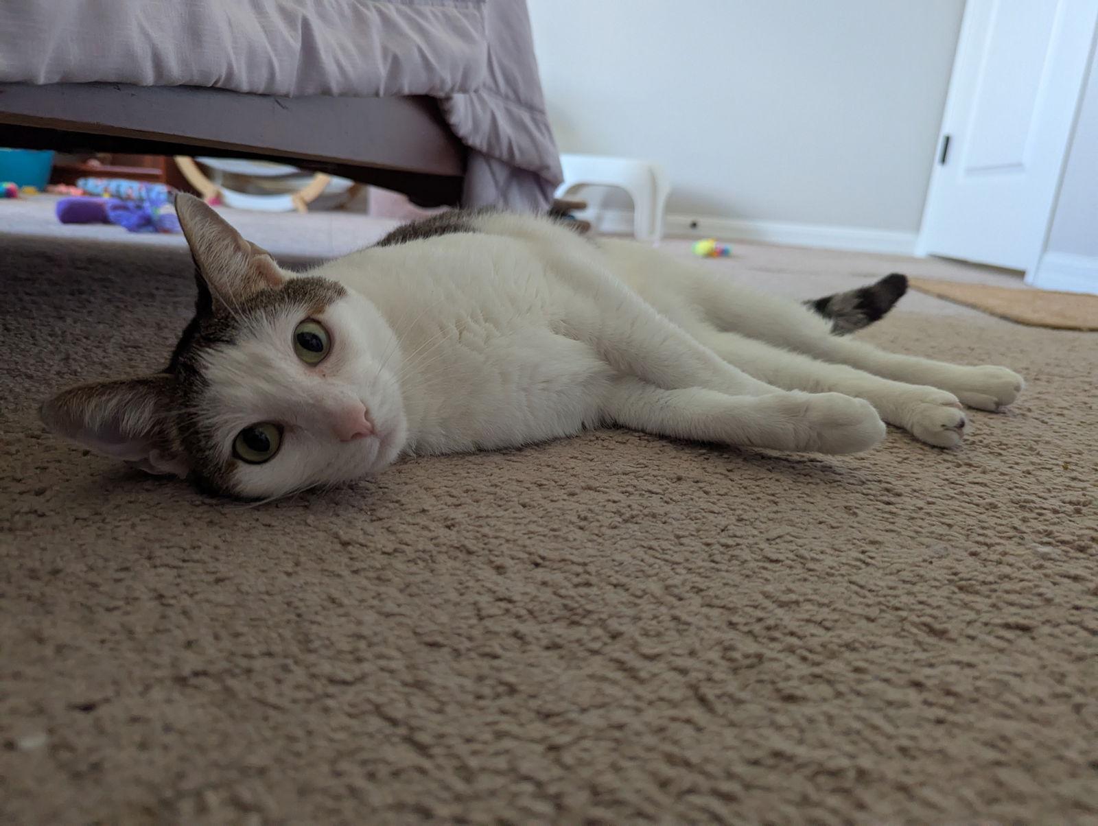 Enlarge Owen & Asher 9.5.19, a Adoptable Domestic Short Hair in Apopka, FL image 3/3