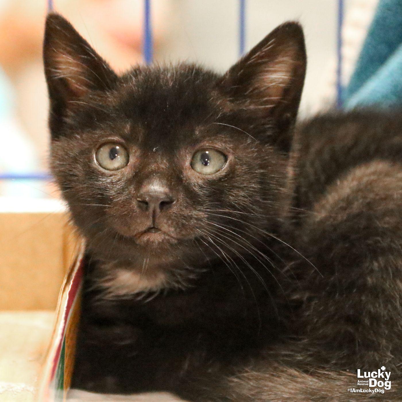 Enlarge Garrett, a Adoptable Domestic Short Hair in Washington, DC image 1/3