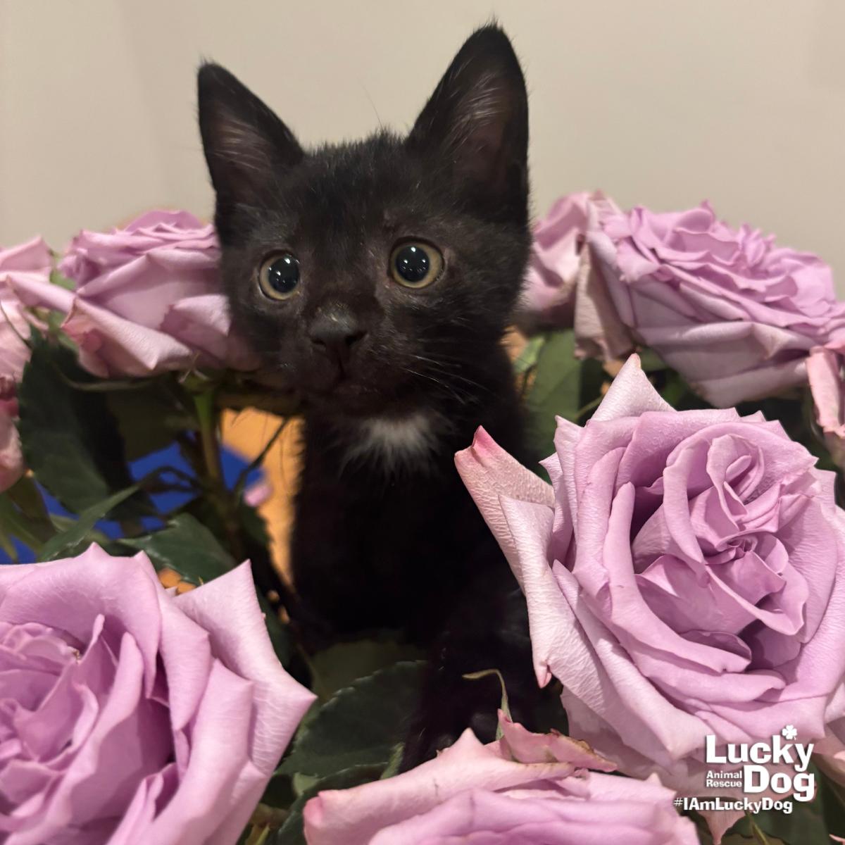 Enlarge Garrett, a Adoptable Domestic Short Hair in Washington, DC image 2/3