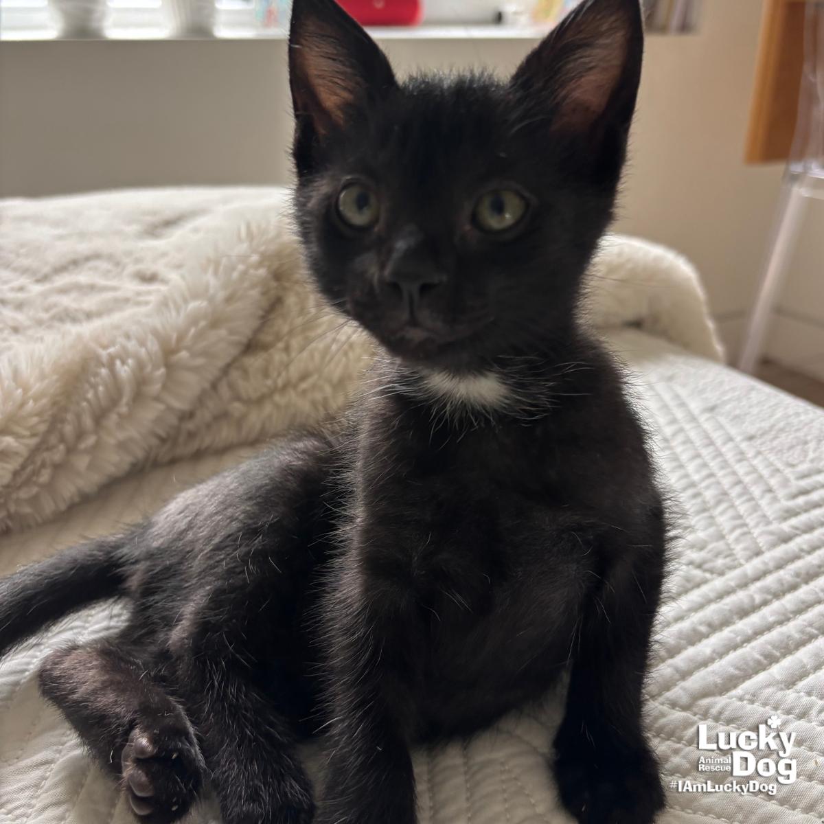 Enlarge Garrett, a Adoptable Domestic Short Hair in Washington, DC image 3/3