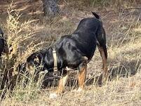 Enlarge Loki, a Adoptable Mixed Breed in Polson, MT image 1/3