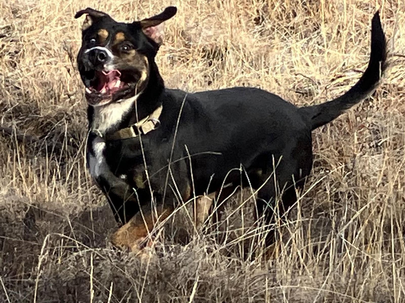 Enlarge Loki, a Adoptable Mixed Breed in Polson, MT image 1/1