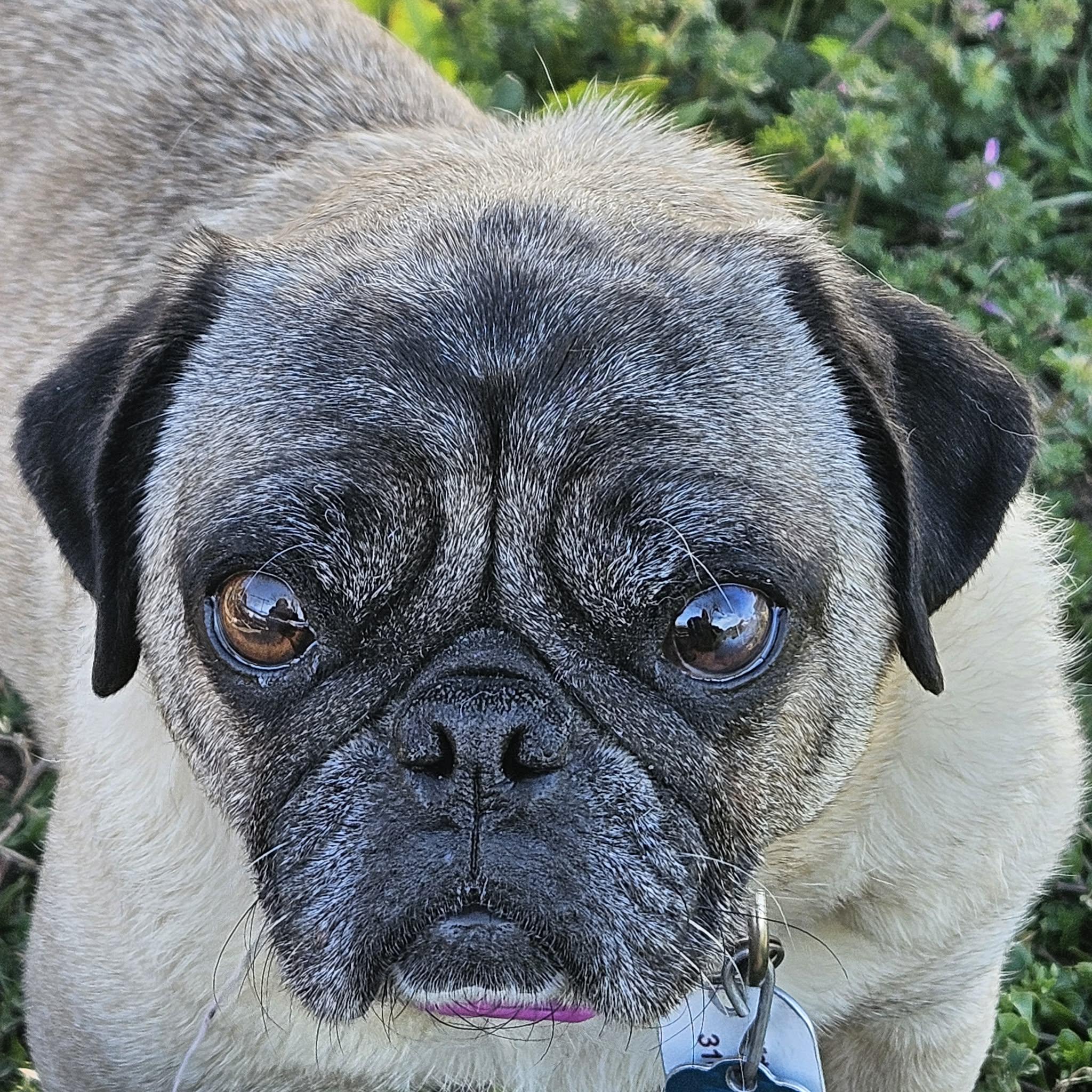 Freida, adopted, Adult Female Pug.