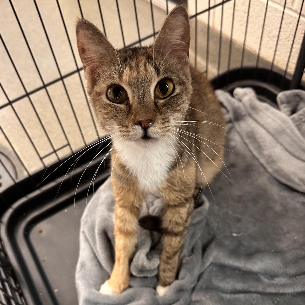 Enlarge Pesto, a Adoptable Domestic Short Hair in Rocky Mount, VA image 1/1