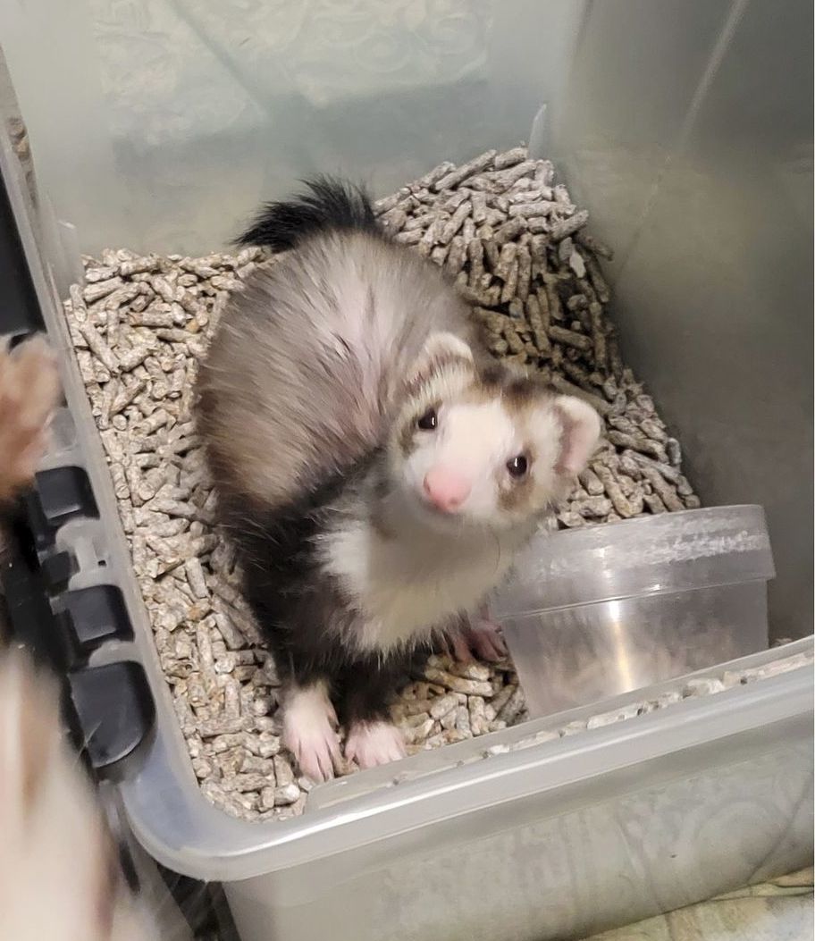 Mitzi, Adopted, Adult Female Ferret.