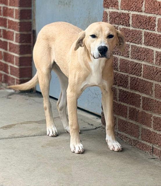 Goldie, Adoptable, Young Female Labrador Retriever.