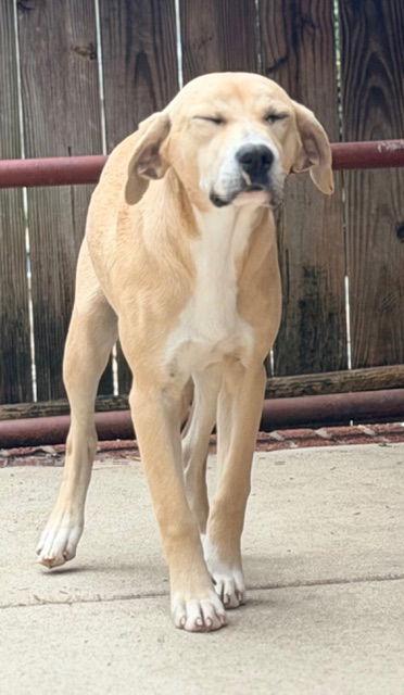 Enlarge Goldie, a Adopted Labrador Retriever in Raleigh, NC image 2/3