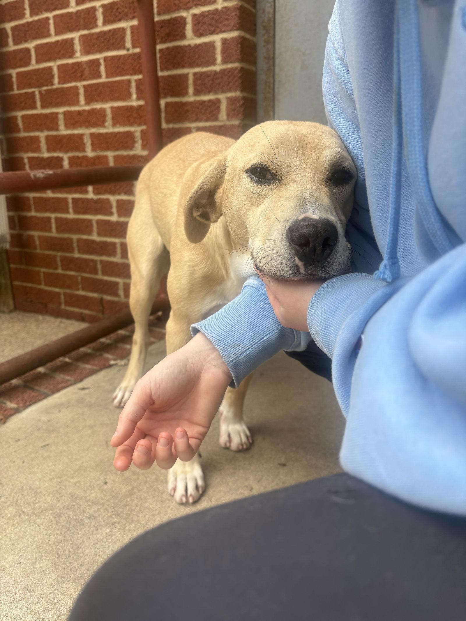 Enlarge Goldie, a Adopted Labrador Retriever in Raleigh, NC image 3/3