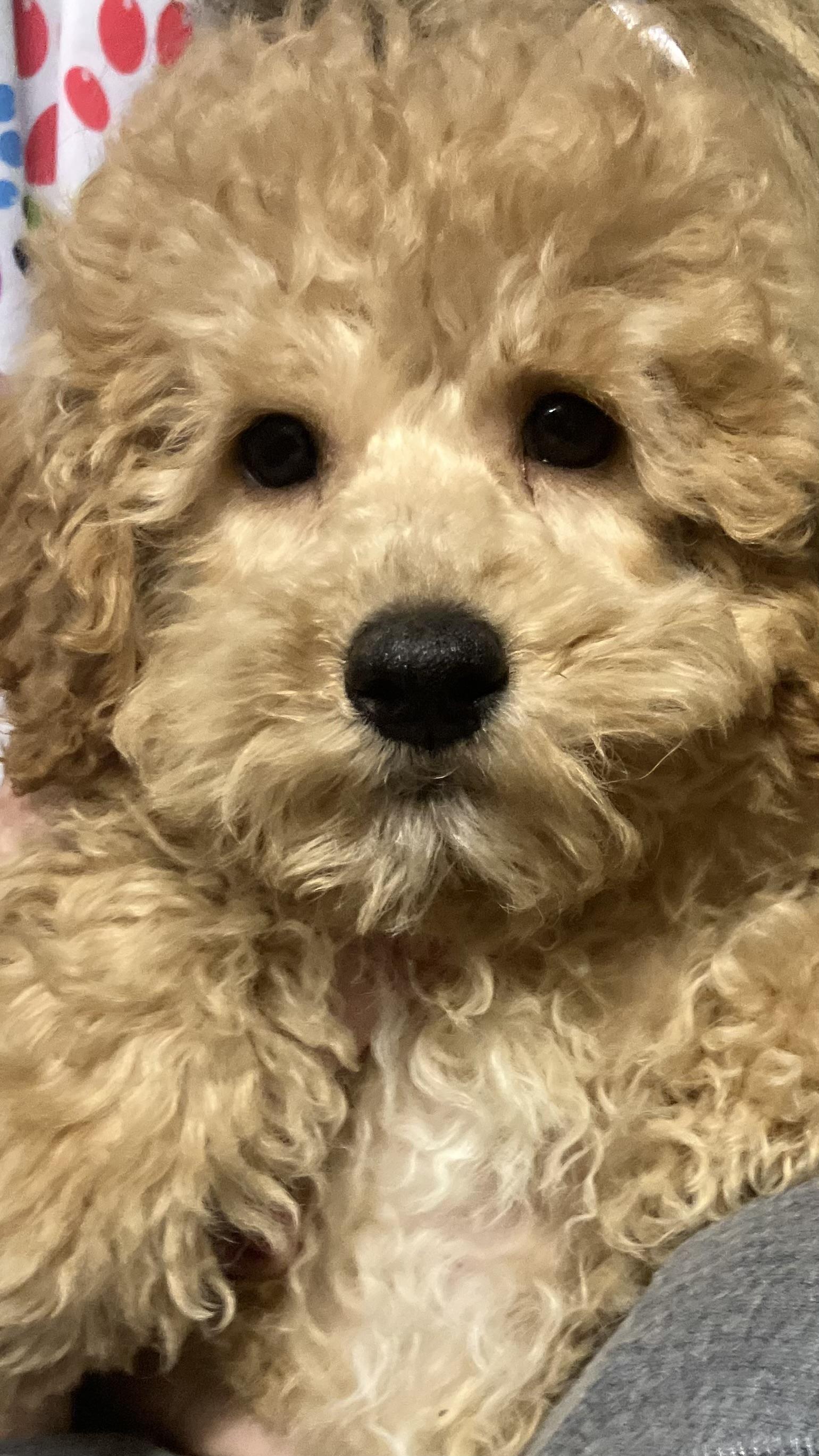 simon, adopted, Puppy Male Poodle.