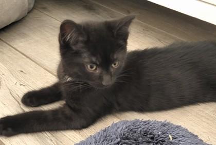 Blue, Adoptable, Young Male Domestic Short Hair & Domestic Short Hair.