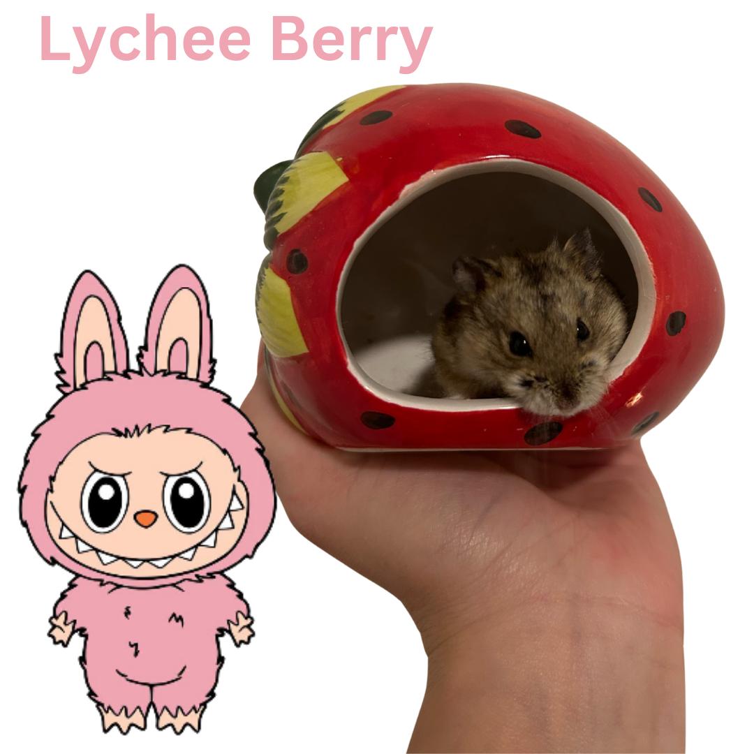 Enlarge Lychee Berry, a Adoptable mixed breed in Ripon, CA image 1/1