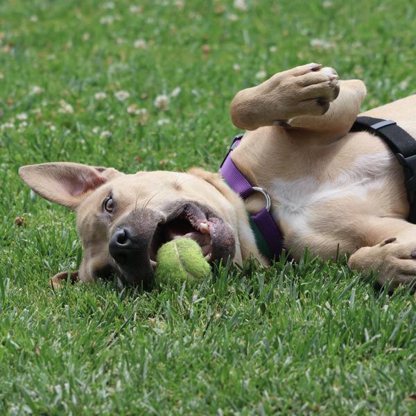 Enlarge Rascal, a Adoptable mixed breed in Oakland, CA image 1/1