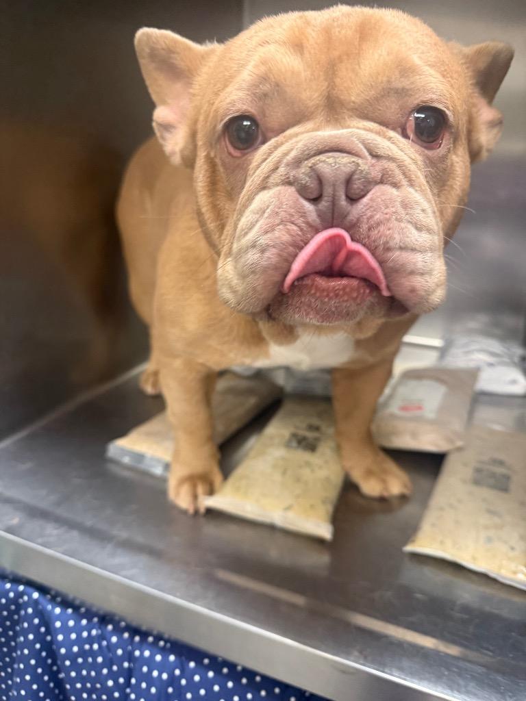 Mulligan, Adoptable, Young Male French Bulldog.