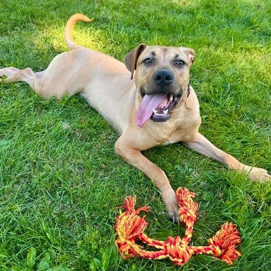 Enlarge Dwight, a Adoptable mixed breed in Williston, VT image 2/4