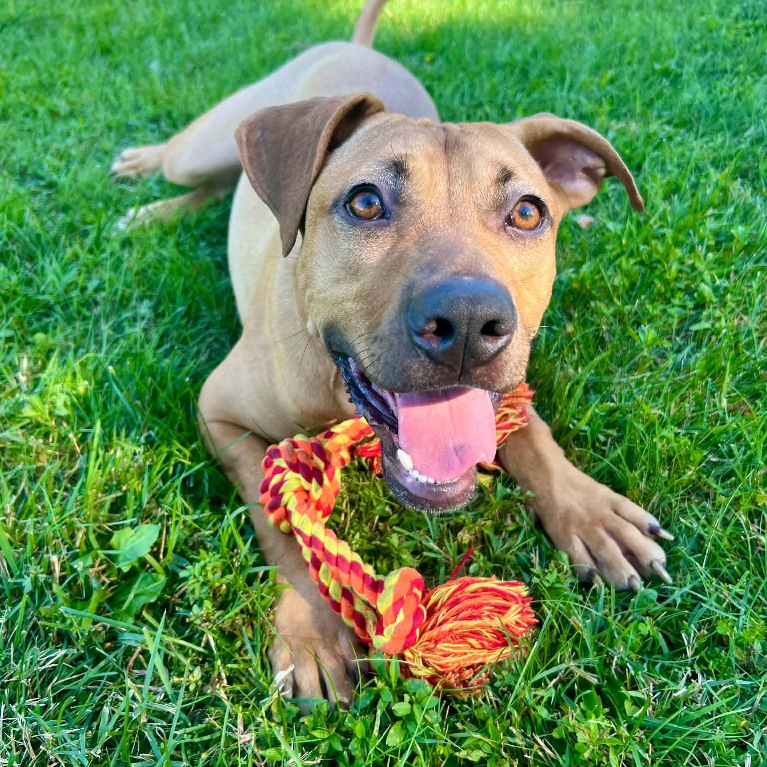 Enlarge Dwight, a Adoptable mixed breed in Williston, VT image 4/4