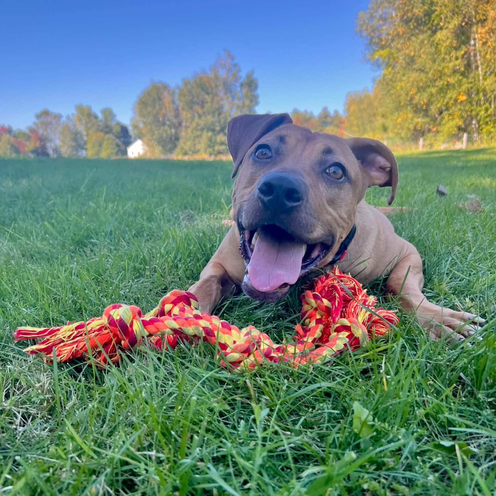 Dwight, Adoptable, Young Male Black Mouth Cur.