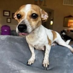 Enlarge Ashby, a ADOPTABLE mixed breed in Tulsa, OK image 3/4