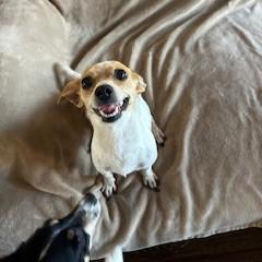 Enlarge Ashby, a ADOPTABLE mixed breed in Tulsa, OK image 4/4