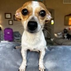 Ashby, ADOPTABLE, Adult Female Chihuahua.