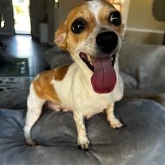 Enlarge Ashby, a ADOPTABLE mixed breed in Tulsa, OK image 2/4