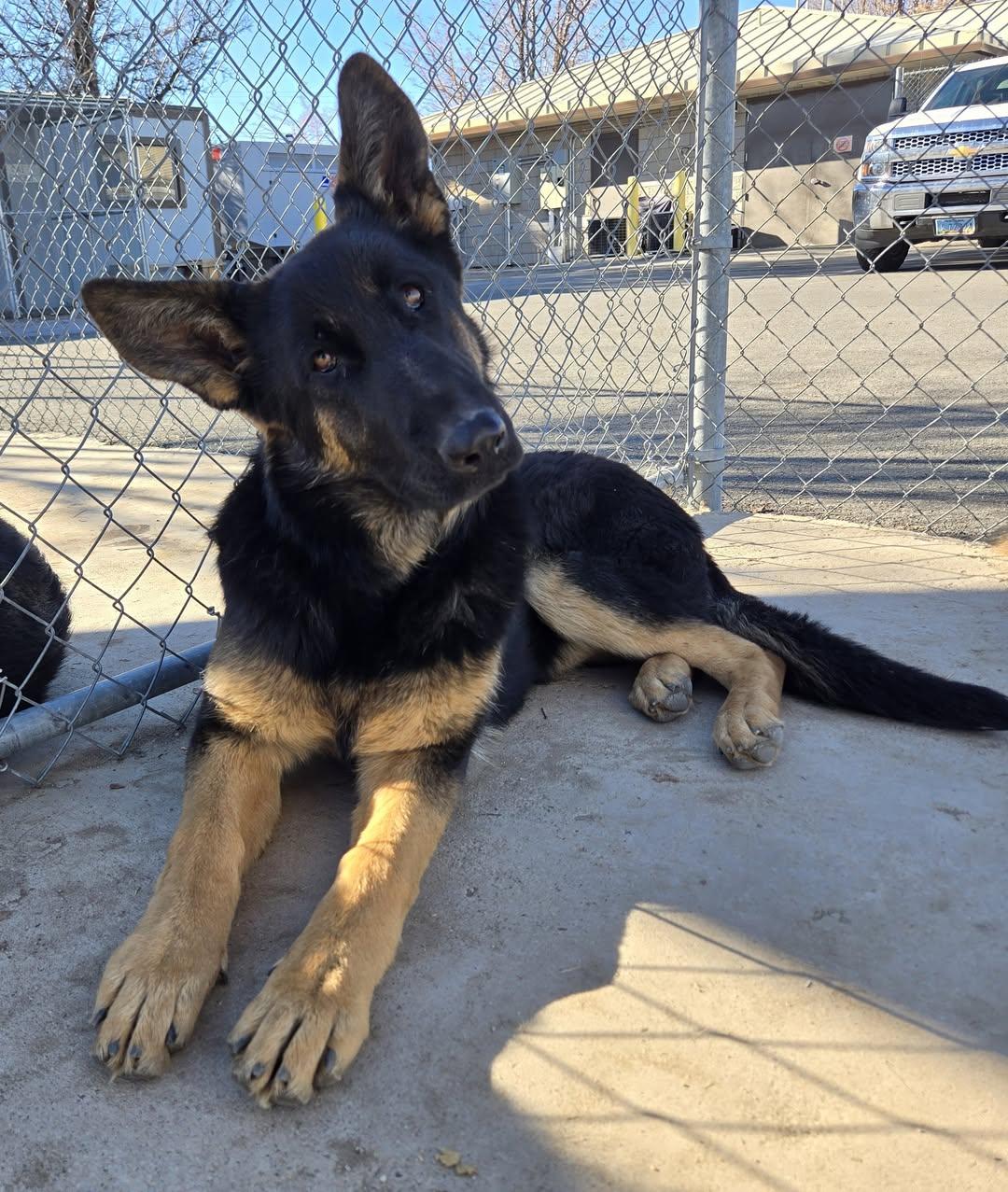 Keimshma, ADOPTABLE, Young Female German Shepherd Dog.