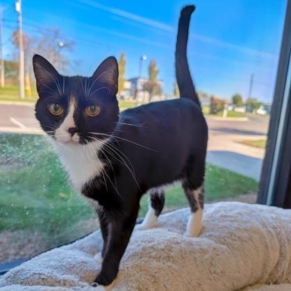 Winter, Adoptable, Young Female Domestic Short Hair.