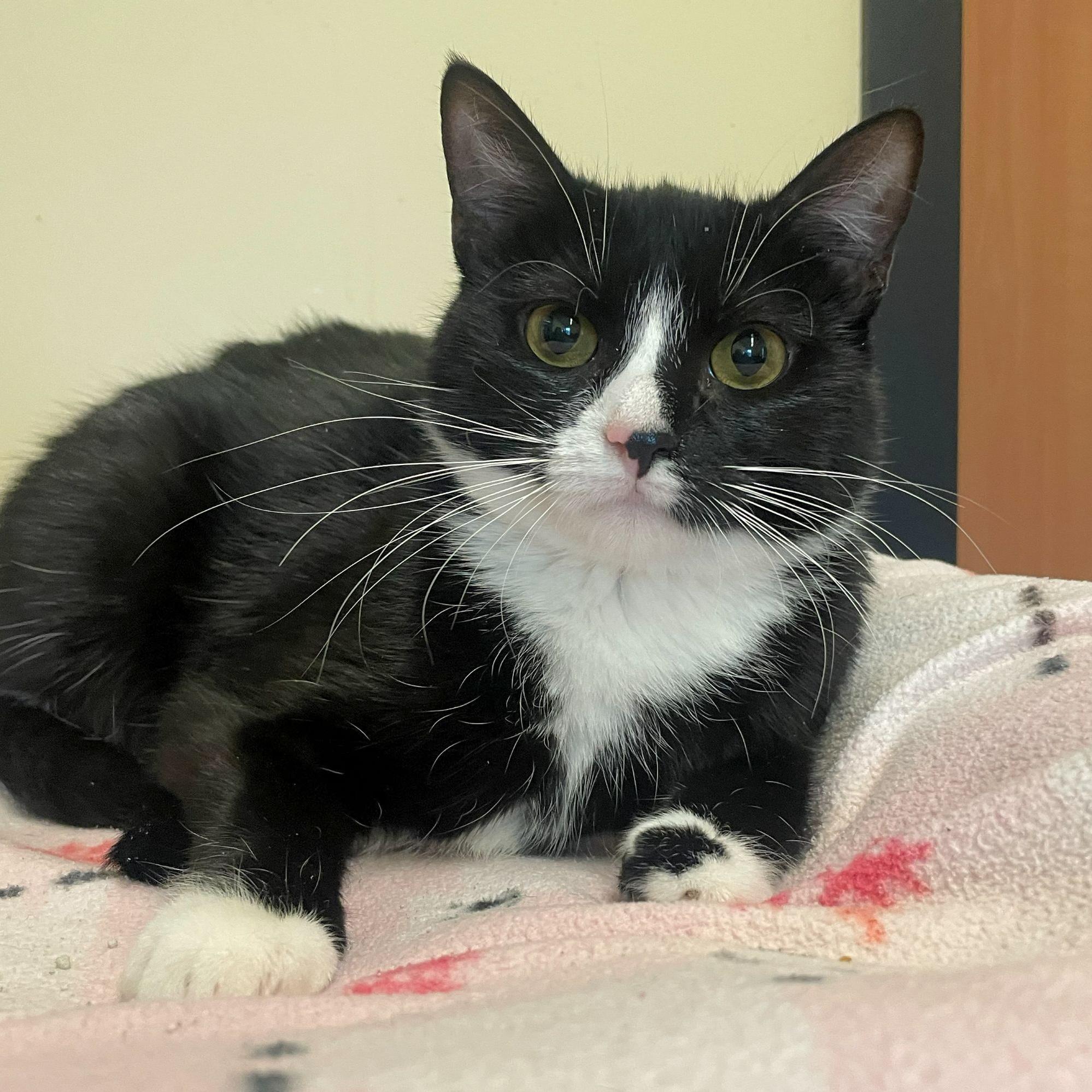 Winter, a ADOPTABLE Domestic Short Hair in Rochester, MN image 2/2