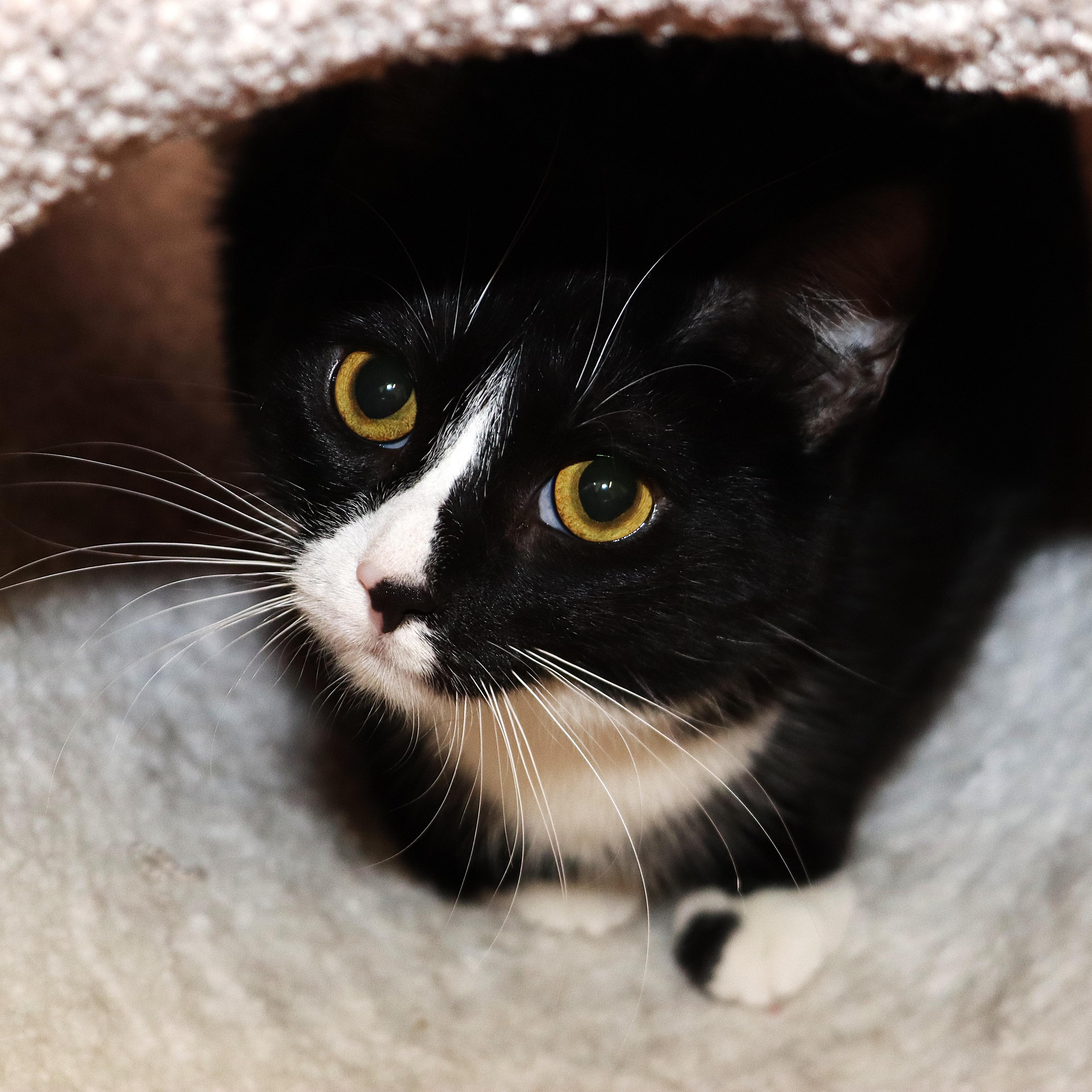 Winter, ADOPTABLE, Young Female Domestic Short Hair.