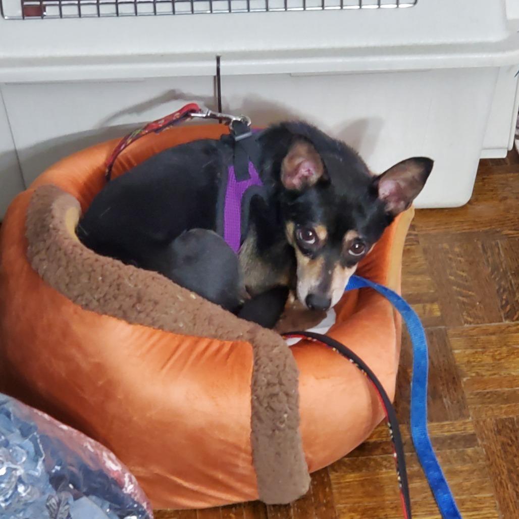 Hubby D10316, Adoptable, Adult Male Chihuahua & Dachshund.