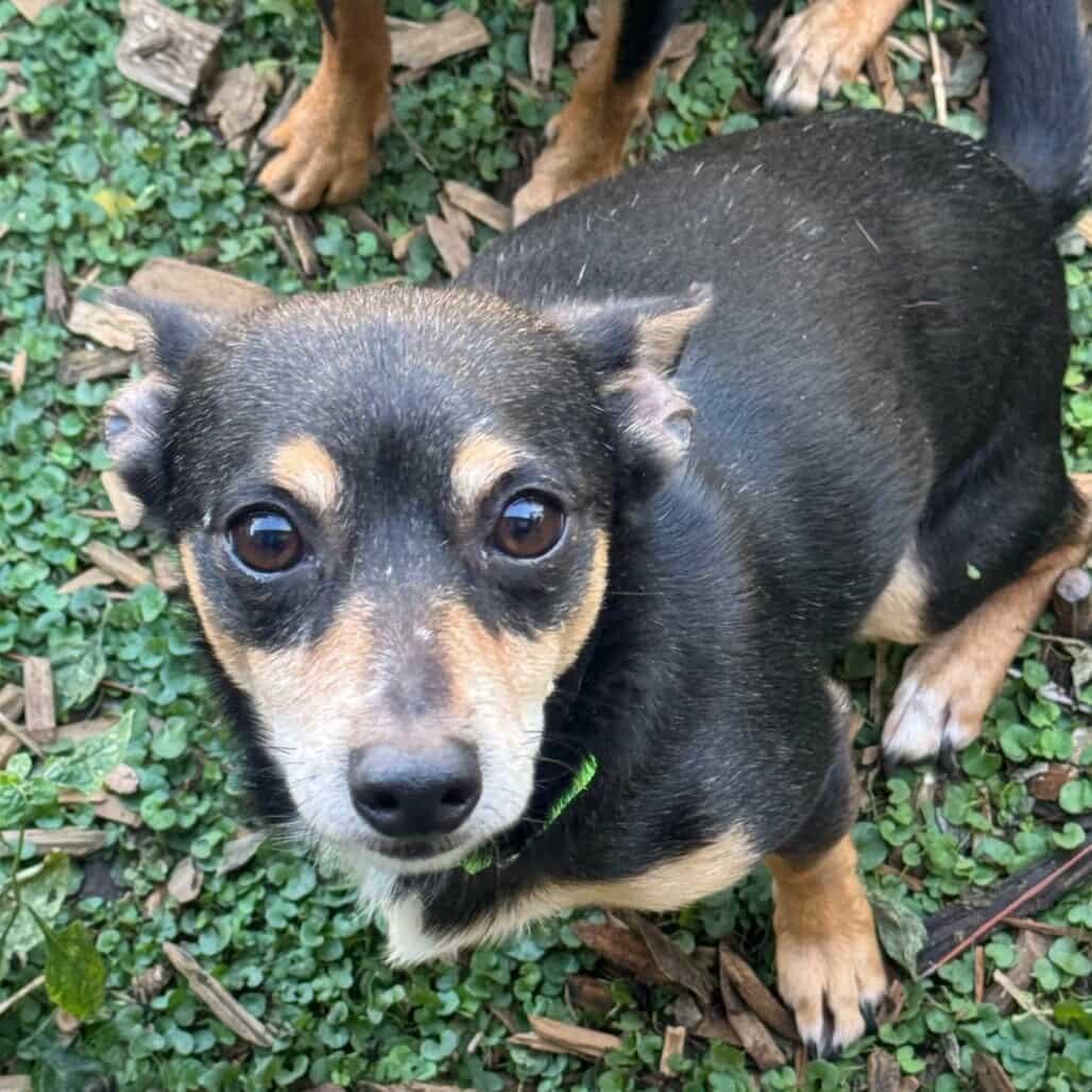 Hubby D10316, Adoptable, Adult Male Chihuahua & Dachshund.