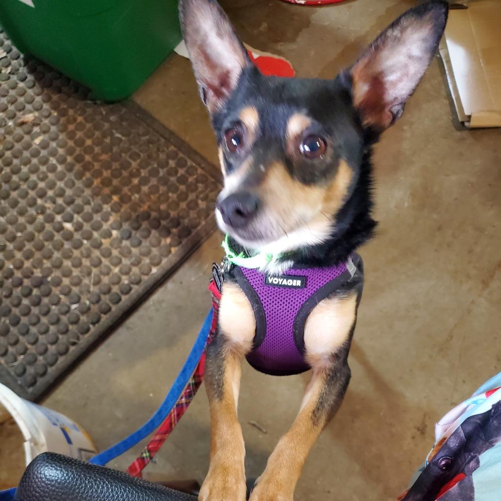 Hubby D10316, a Adoptable mixed breed in St. Cloud, MN image 1/6