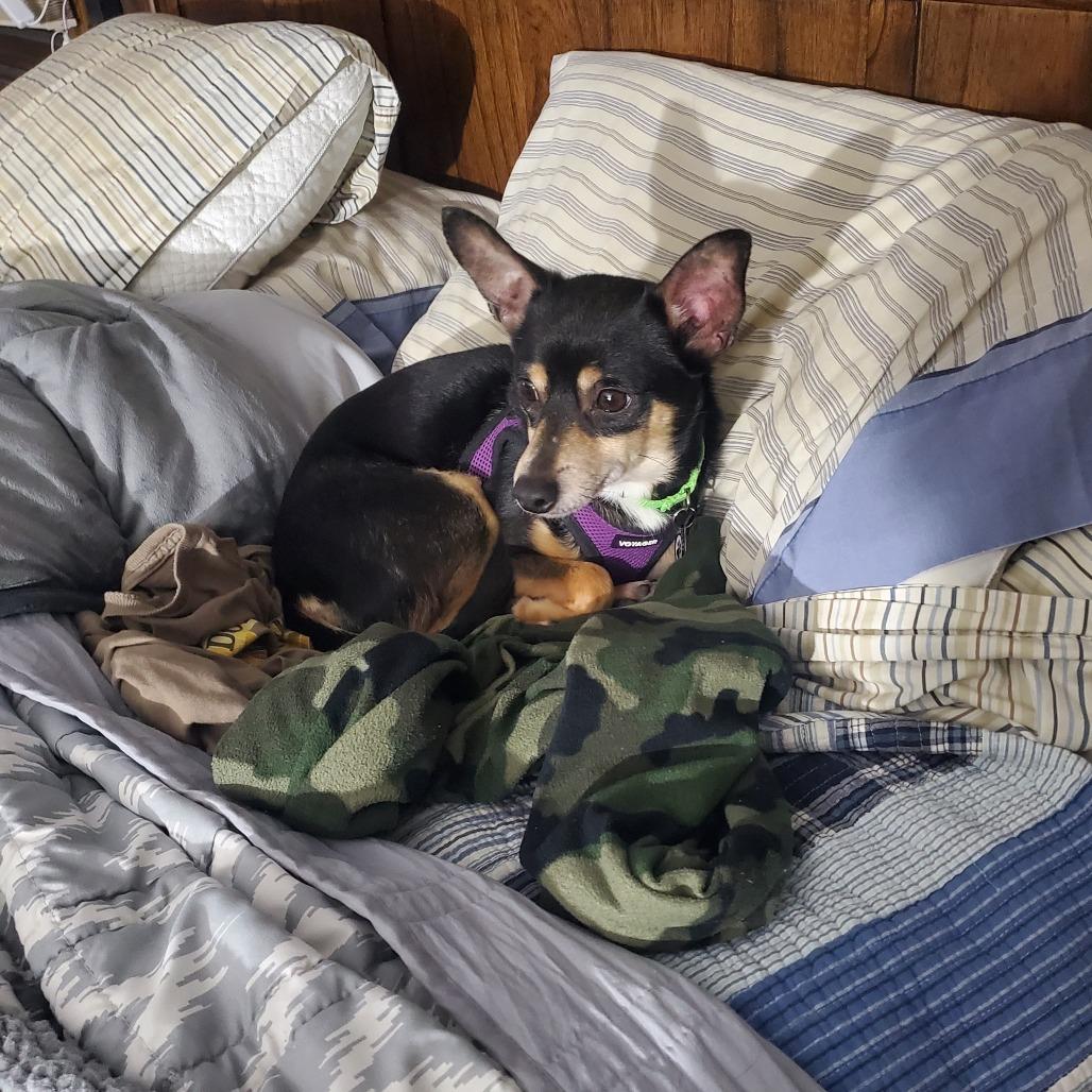 Hubby D10316, a Adoptable mixed breed in St. Cloud, MN image 2/6