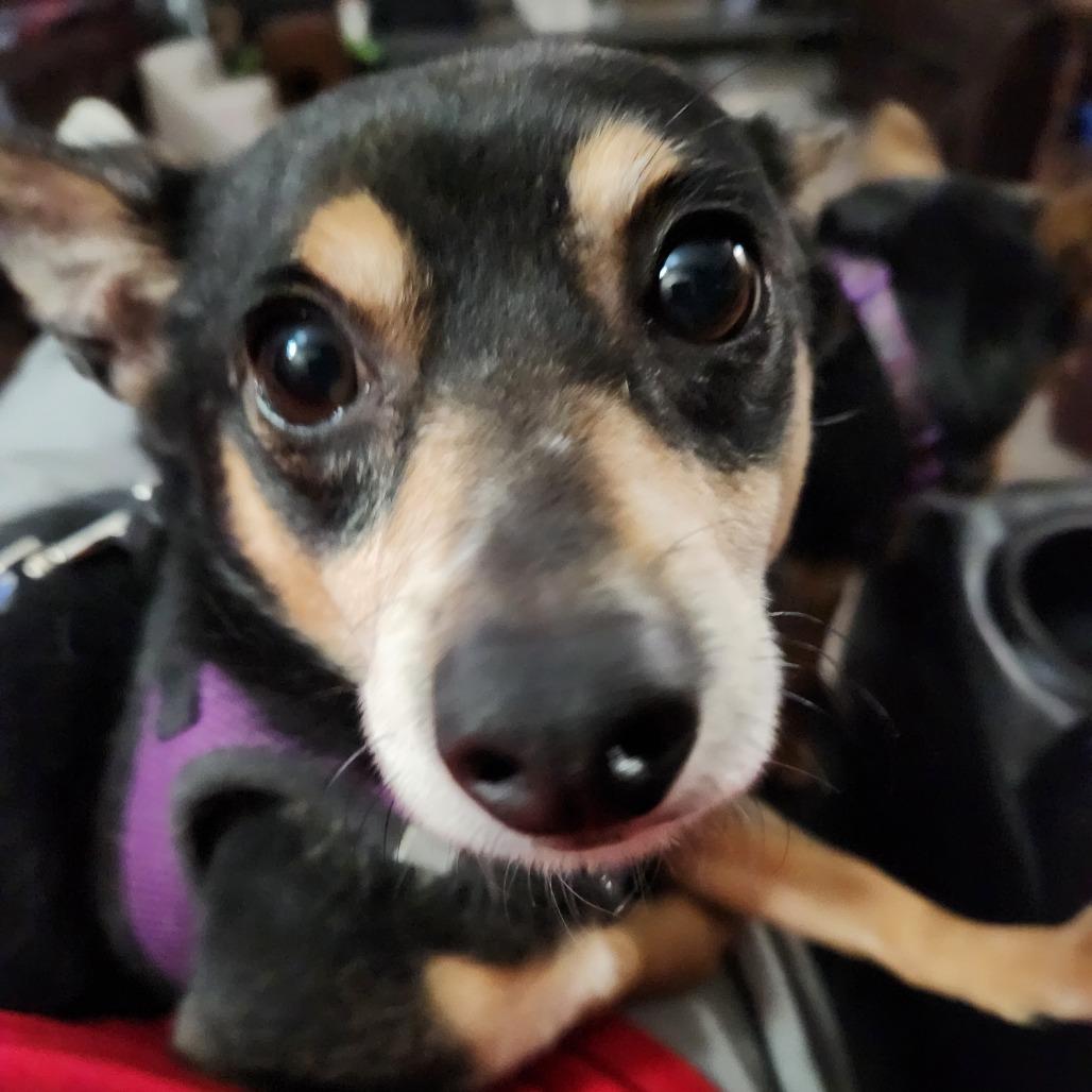Enlarge Hubby D10316, a Adoptable mixed breed in Minneapolis, MN image 3/6