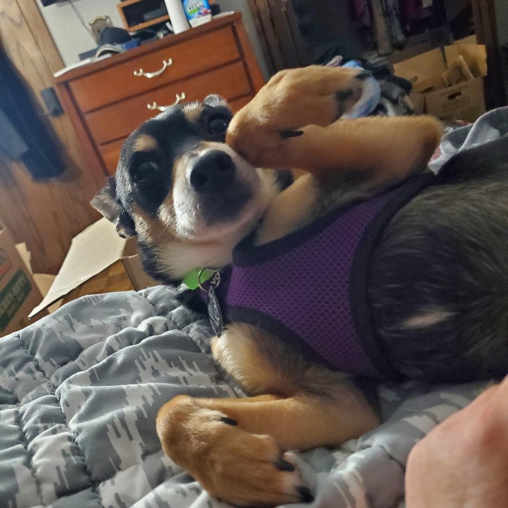 Hubby D10316, a Adoptable mixed breed in St. Cloud, MN image 5/6