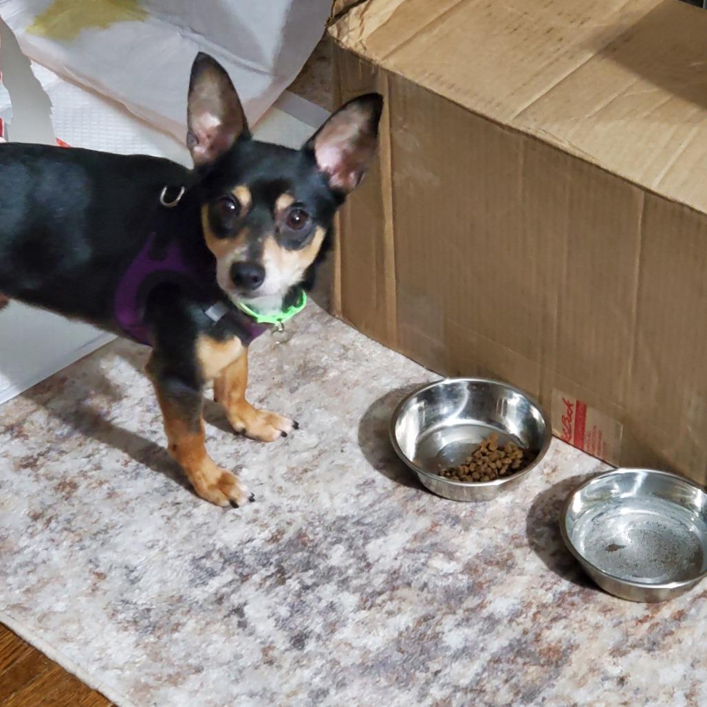 Hubby D10316, a Adoptable mixed breed in Princeton, MN image 4/6