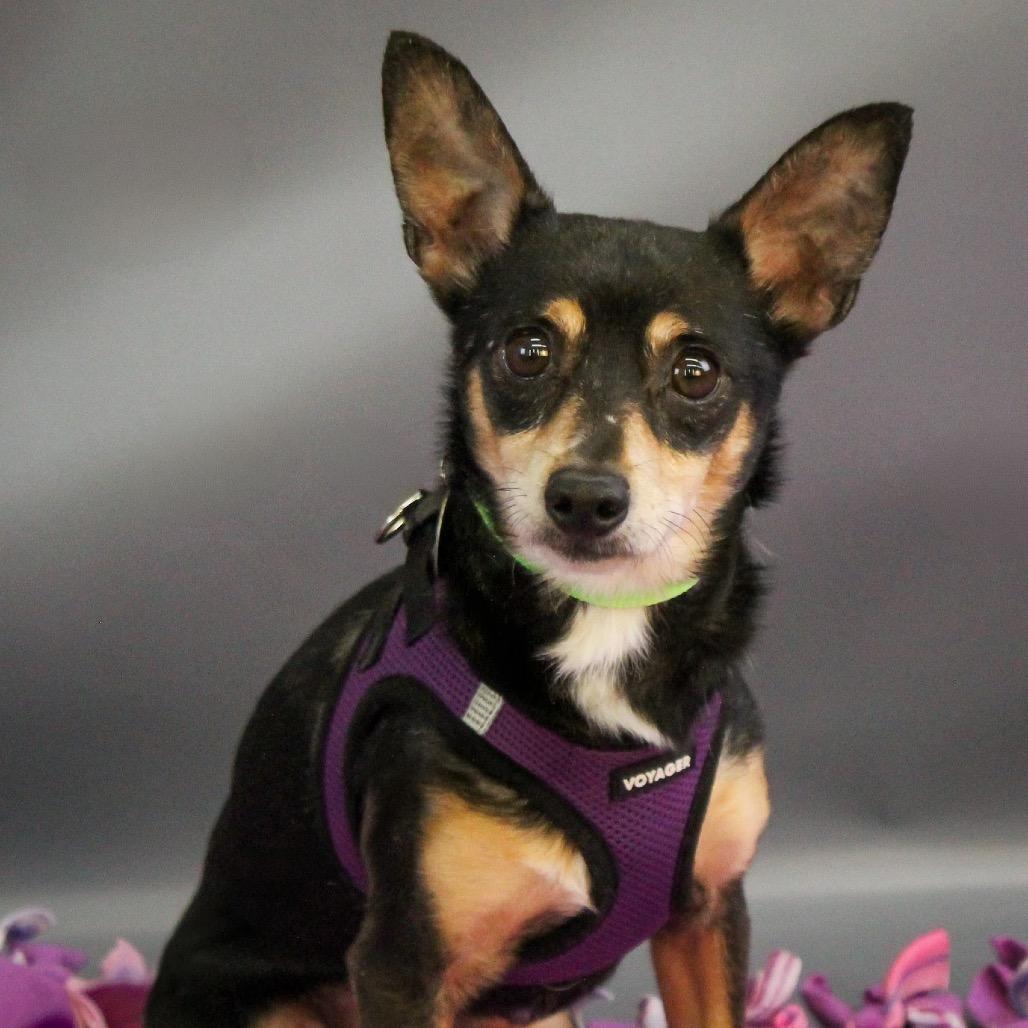 Hubby D10316, Adoptable, Adult Male Chihuahua & Dachshund.