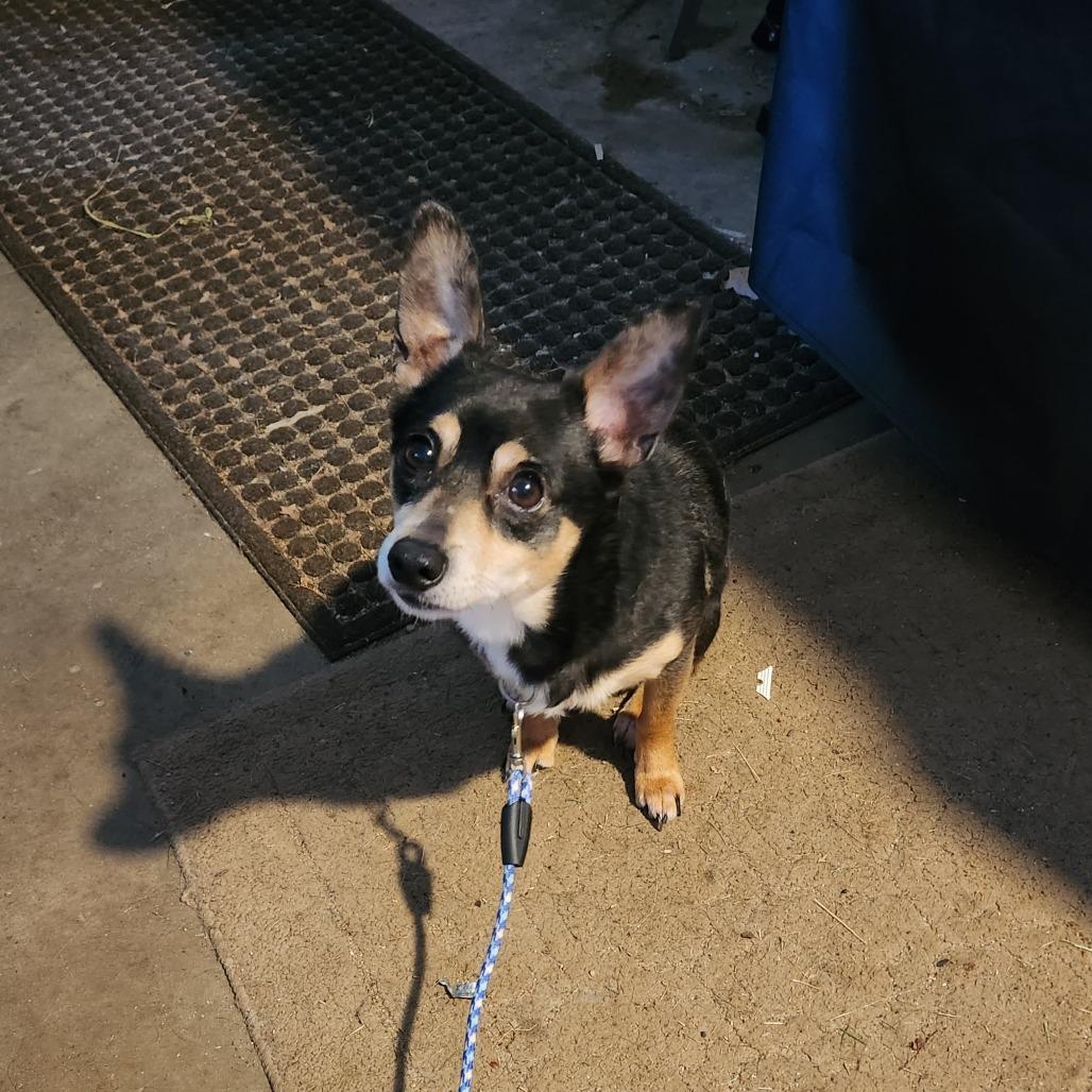 Hubby D10316, a Adoptable mixed breed in St. Cloud, MN image 4/6