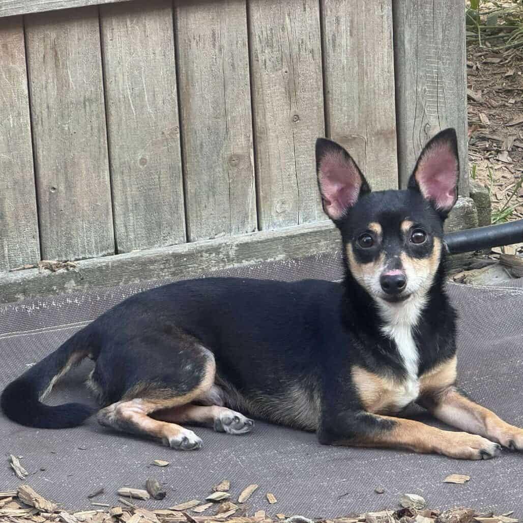 Hubby D10316, a Adoptable mixed breed in Princeton, MN image 3/3