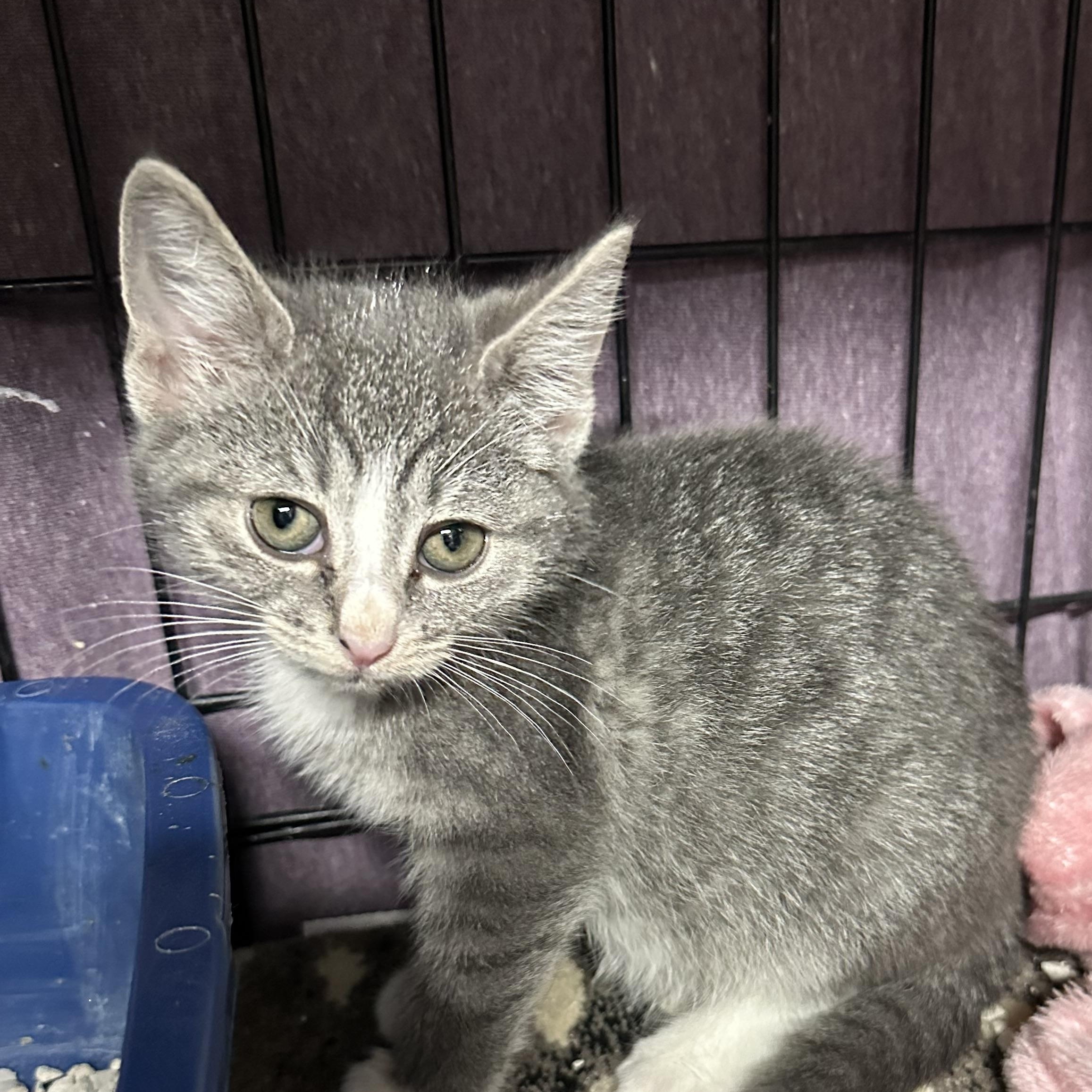 Clover, an adopted Domestic Short Hair in Clifton, NJ image 5/5