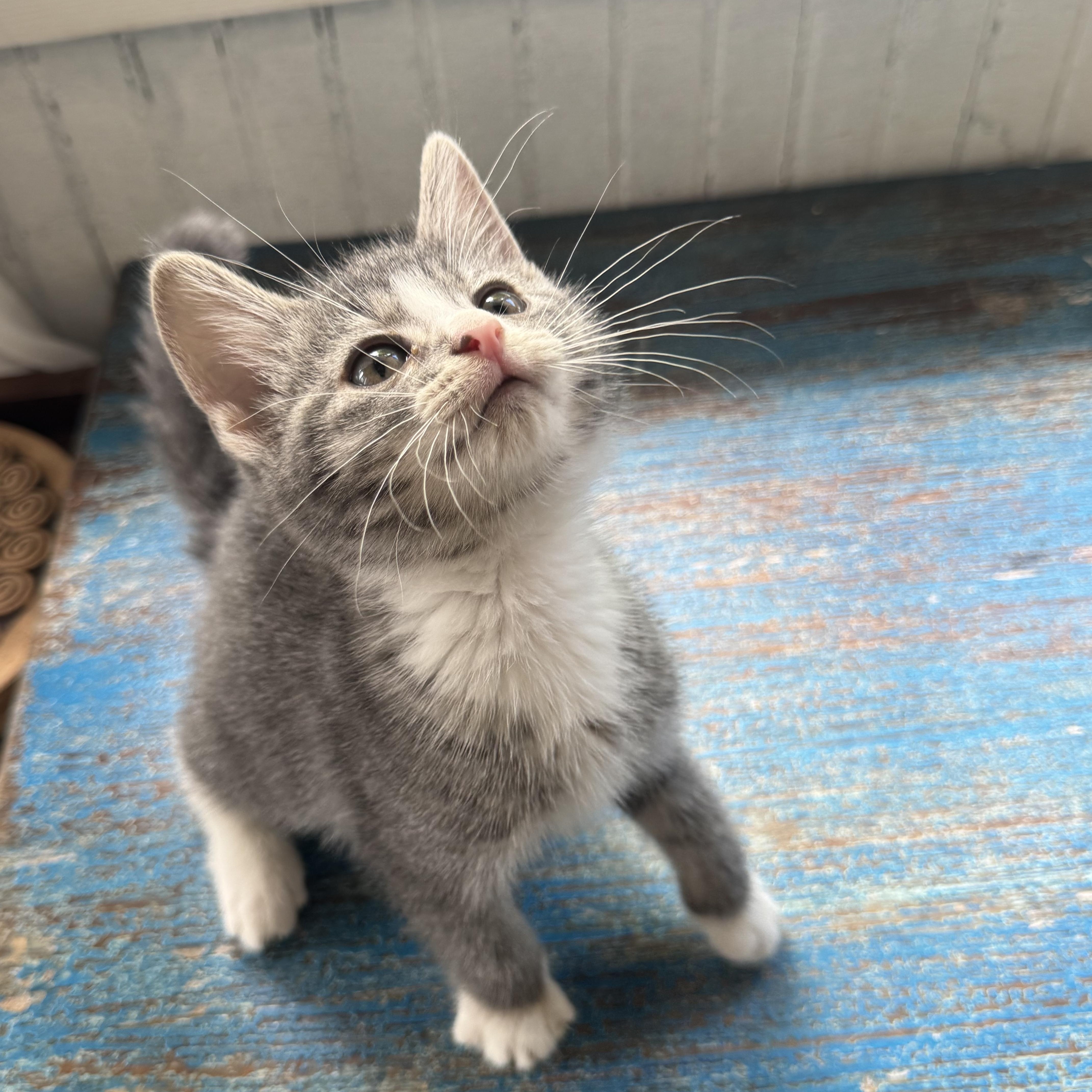 Clover, an adopted Domestic Short Hair in Clifton, NJ image 2/5