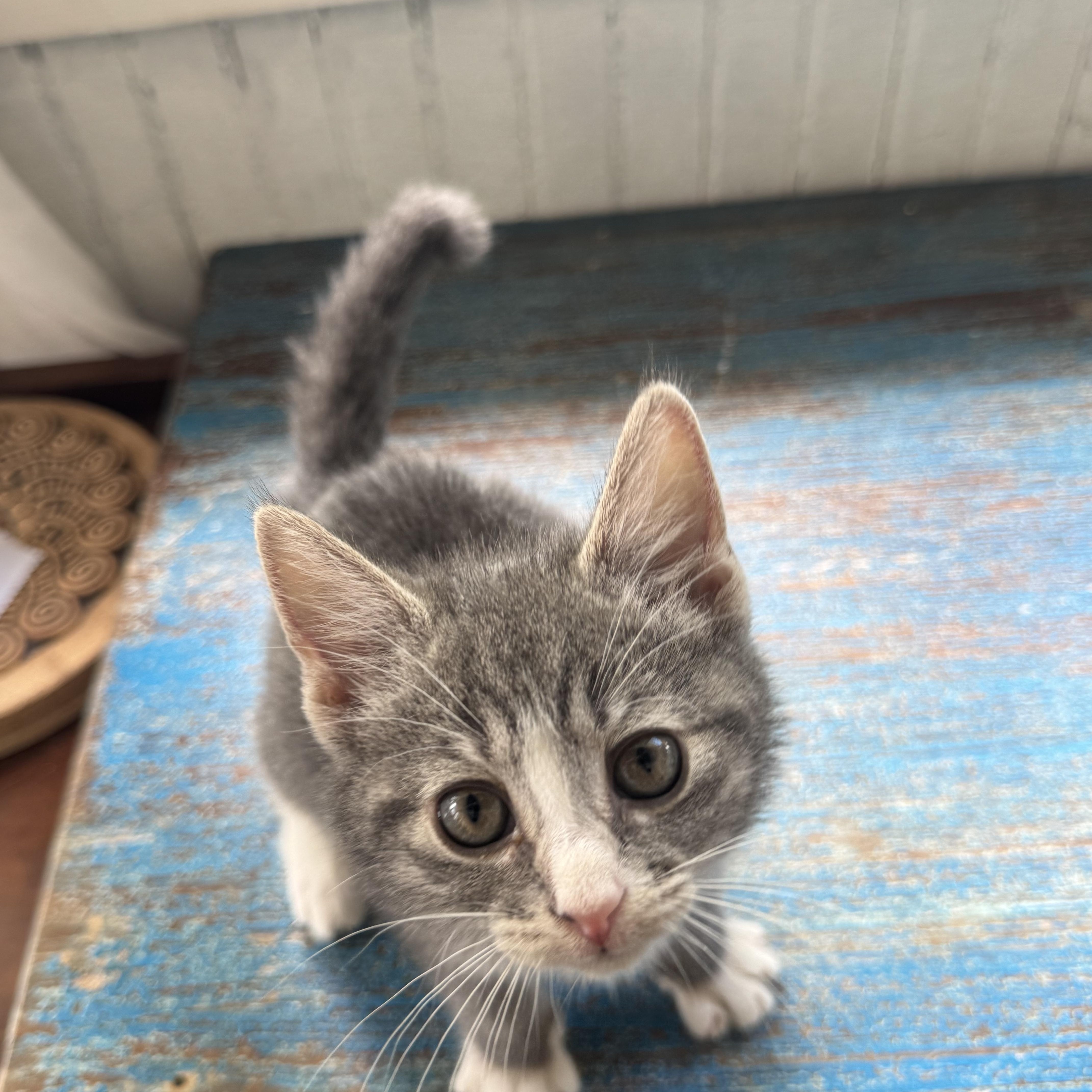 Clover, an adopted Domestic Short Hair in Clifton, NJ image 1/5