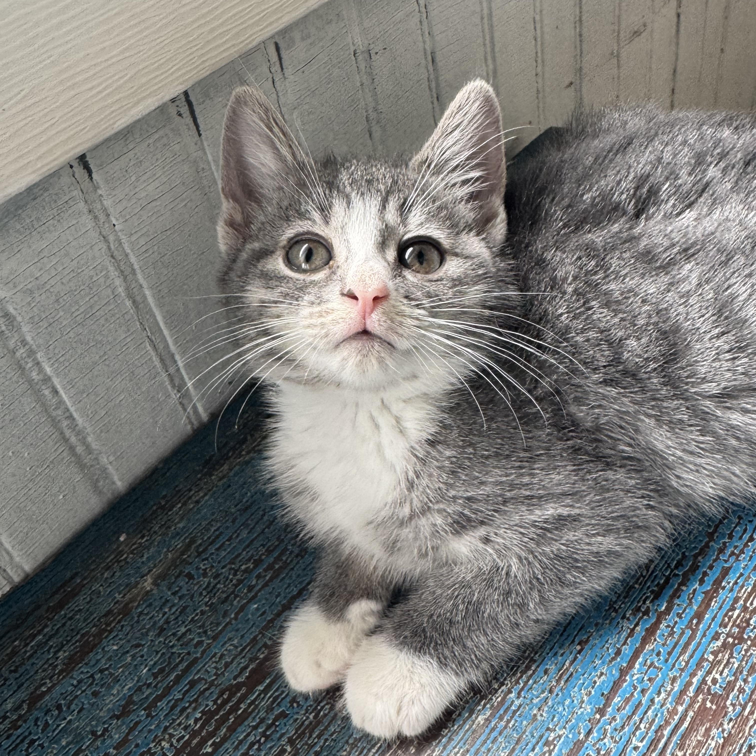 Clover, an adopted Domestic Short Hair in Clifton, NJ image 3/5