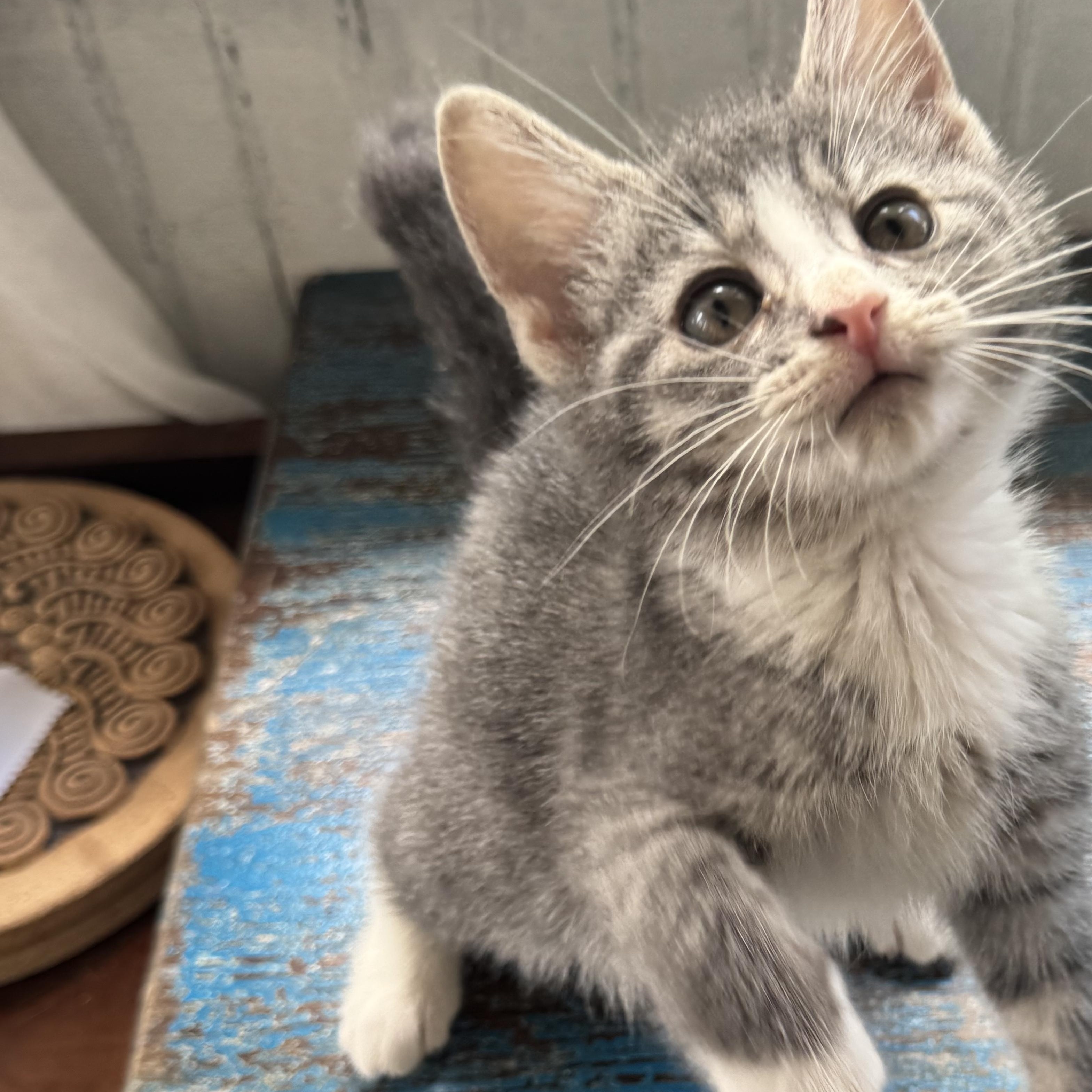 Clover, an adopted Domestic Short Hair in Clifton, NJ image 4/5
