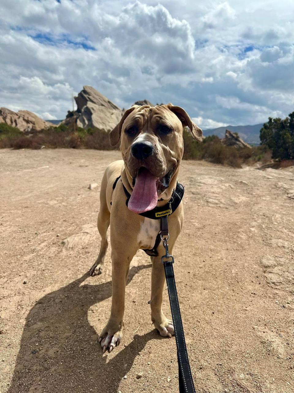 Velvet, a Adoptable Cane Corso in Los Angeles, CA image 1/6