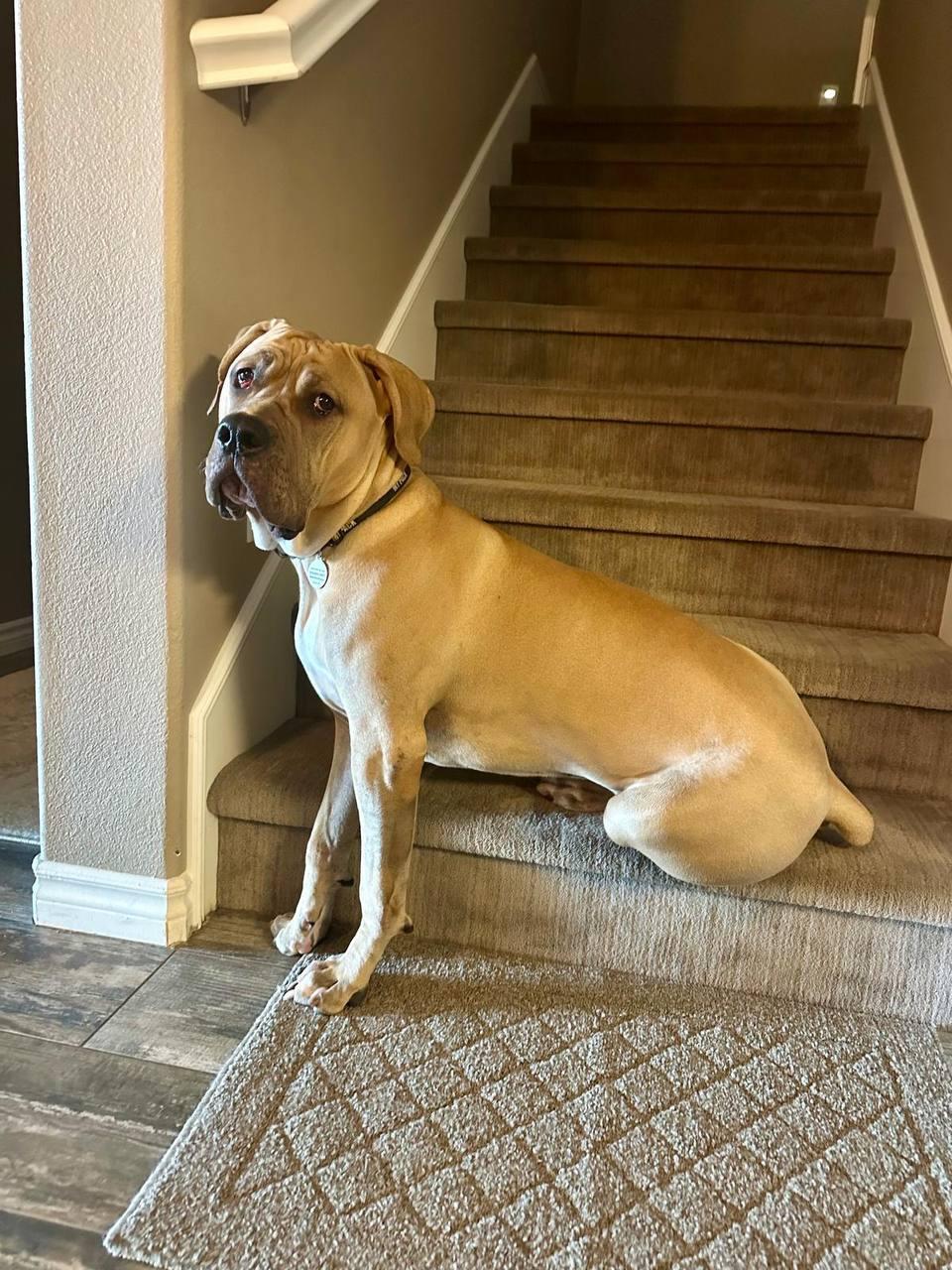 Velvet, a Adoptable Cane Corso in Los Angeles, CA image 2/6