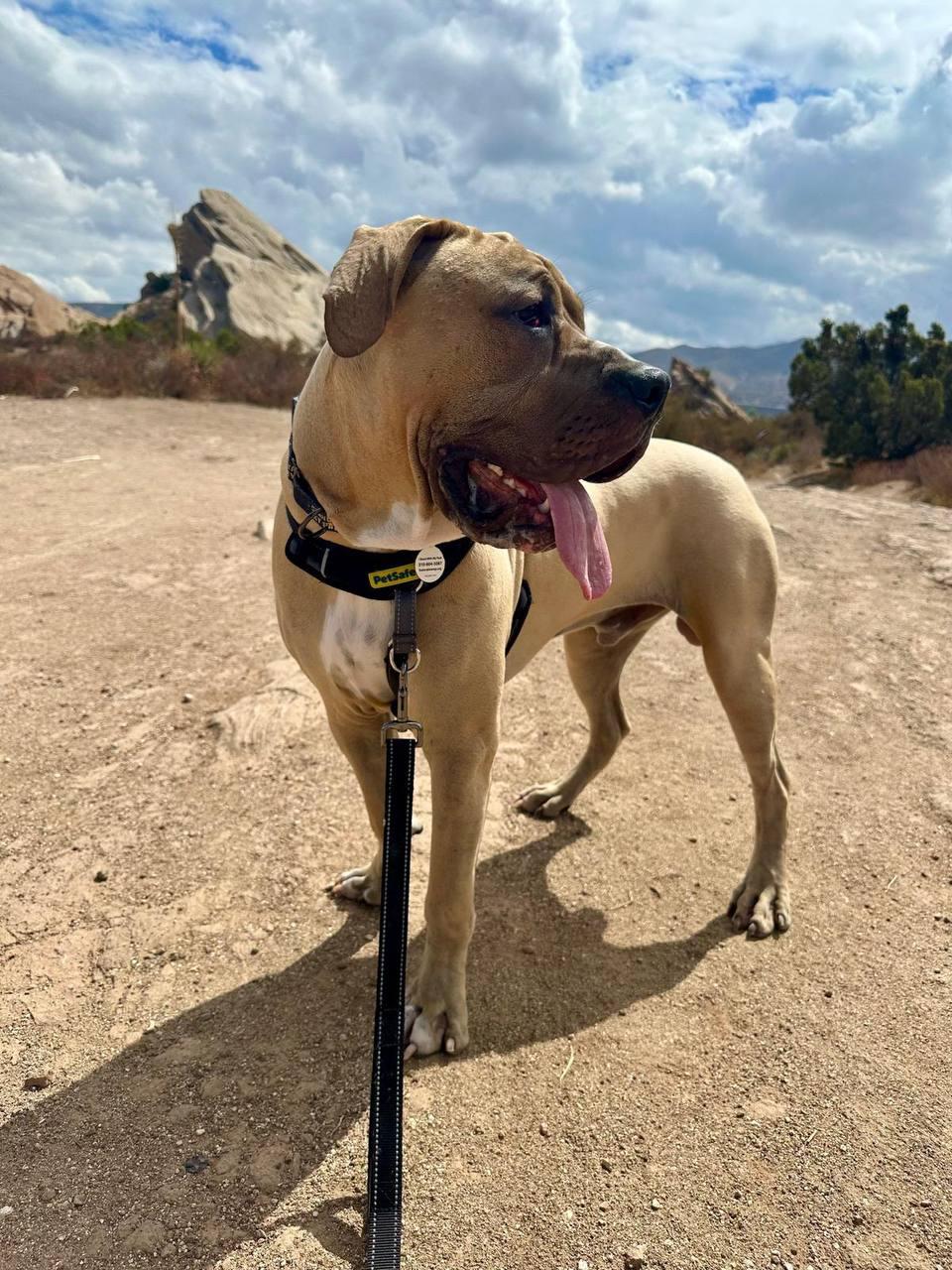 Velvet, a Adoptable Cane Corso in Los Angeles, CA image 3/6