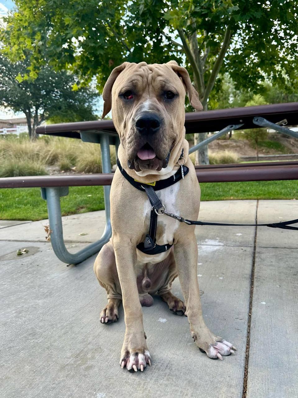 Velvet, a Adoptable Cane Corso in Los Angeles, CA image 4/6