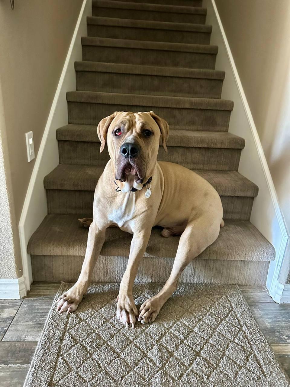 Velvet, a Adoptable Cane Corso in Los Angeles, CA image 5/6